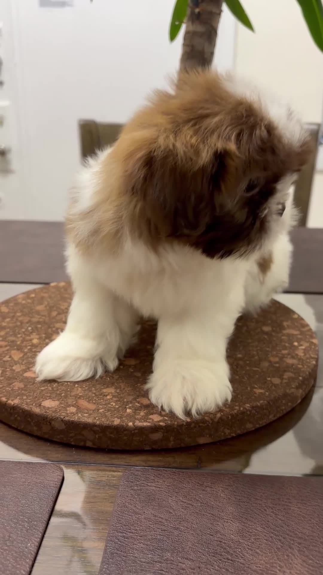 Shih Tzu dogs for sale: Maximilian - Video 1