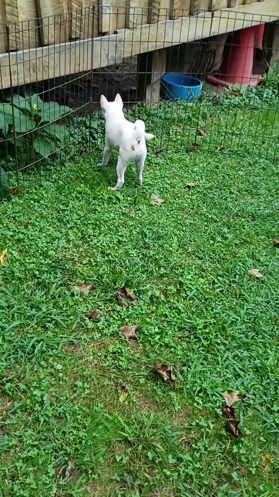 Shiba Inu dogs for sale: Reduced  - Video 1