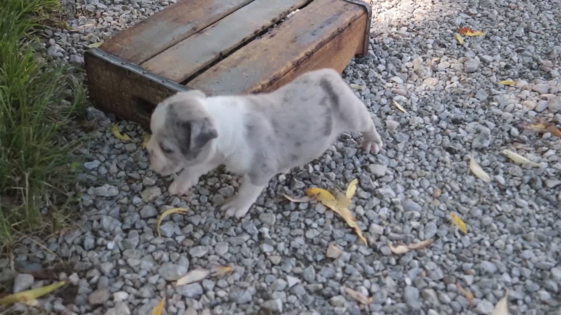 Mixed Breed dogs for sale: Splendor Victorian Bulldog - Video 1