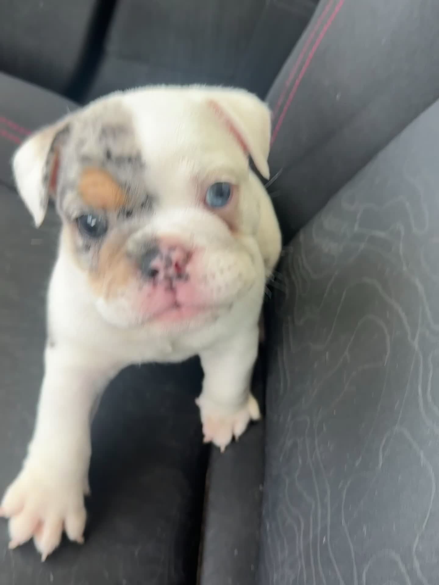 English Bulldog dogs for sale: English Bulldog Puppy 1 - Video 2