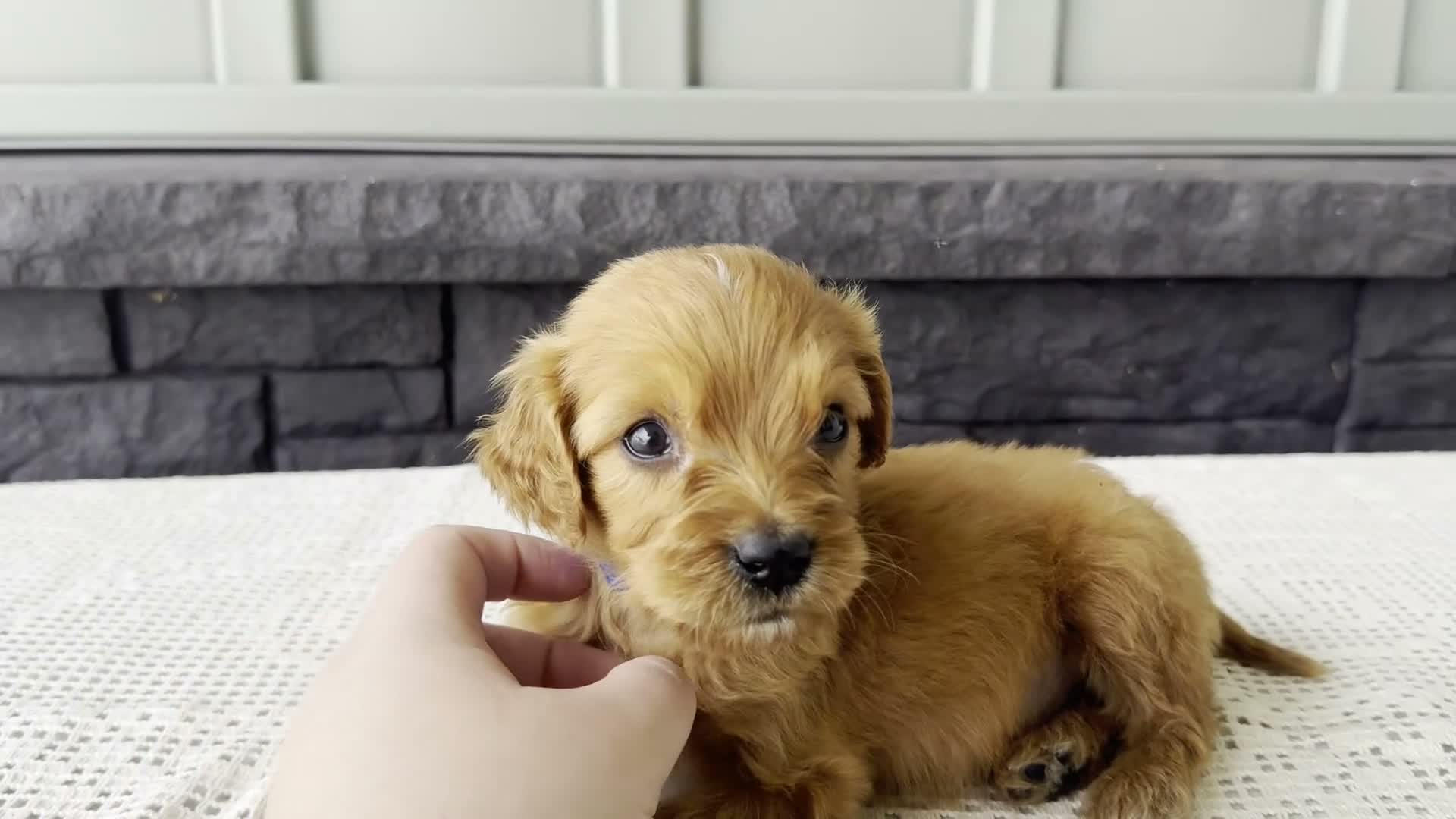 Mixed Breed dogs for sale: Billy - Video 1