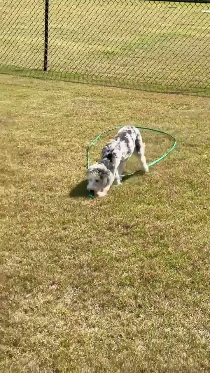 Mini Sheepadoodle dogs for sale: Mini Sheepadoodle 1 - Video 2