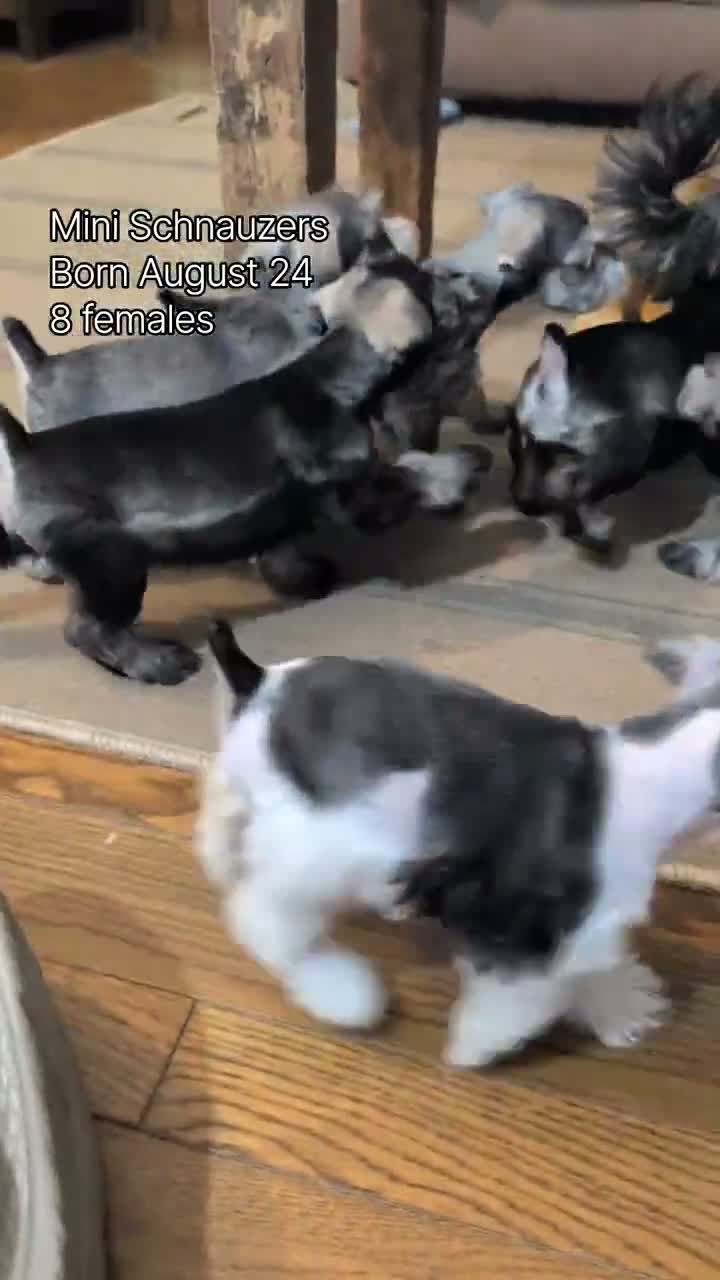 Miniature Schnauzer dogs for sale: Clover - Video 3