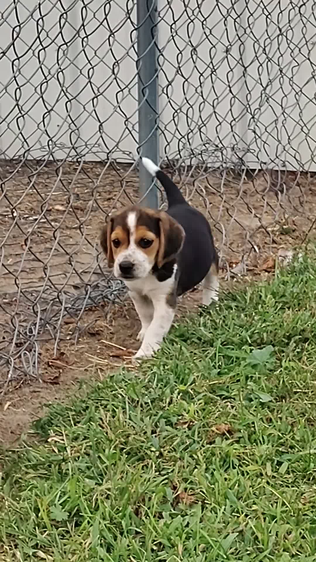 Beagle dogs for sale: Little man - Video 1