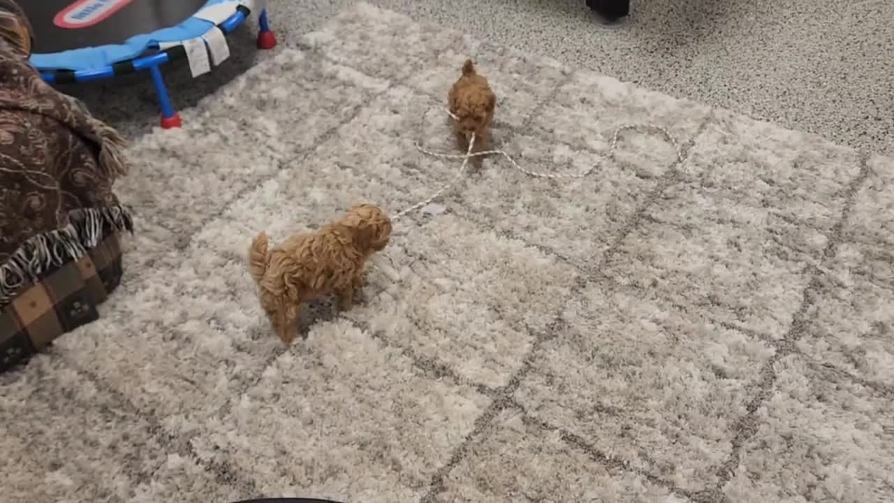 Miniature Poodle dogs for sale: Daisy - Video 1