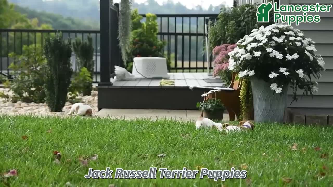 Jack Russell Terrier dogs for sale: Misty - Video 1