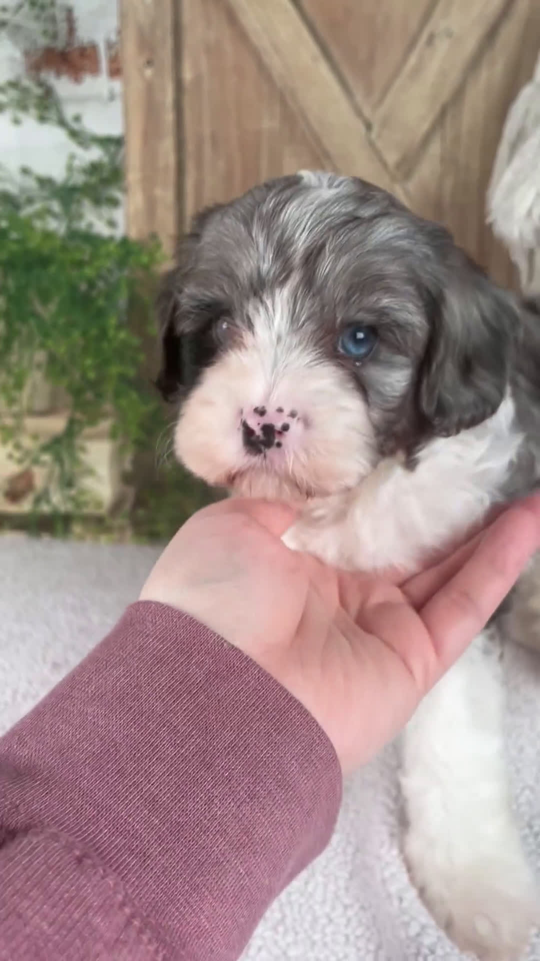 Cavapoo dogs for sale: Leo - Video 2