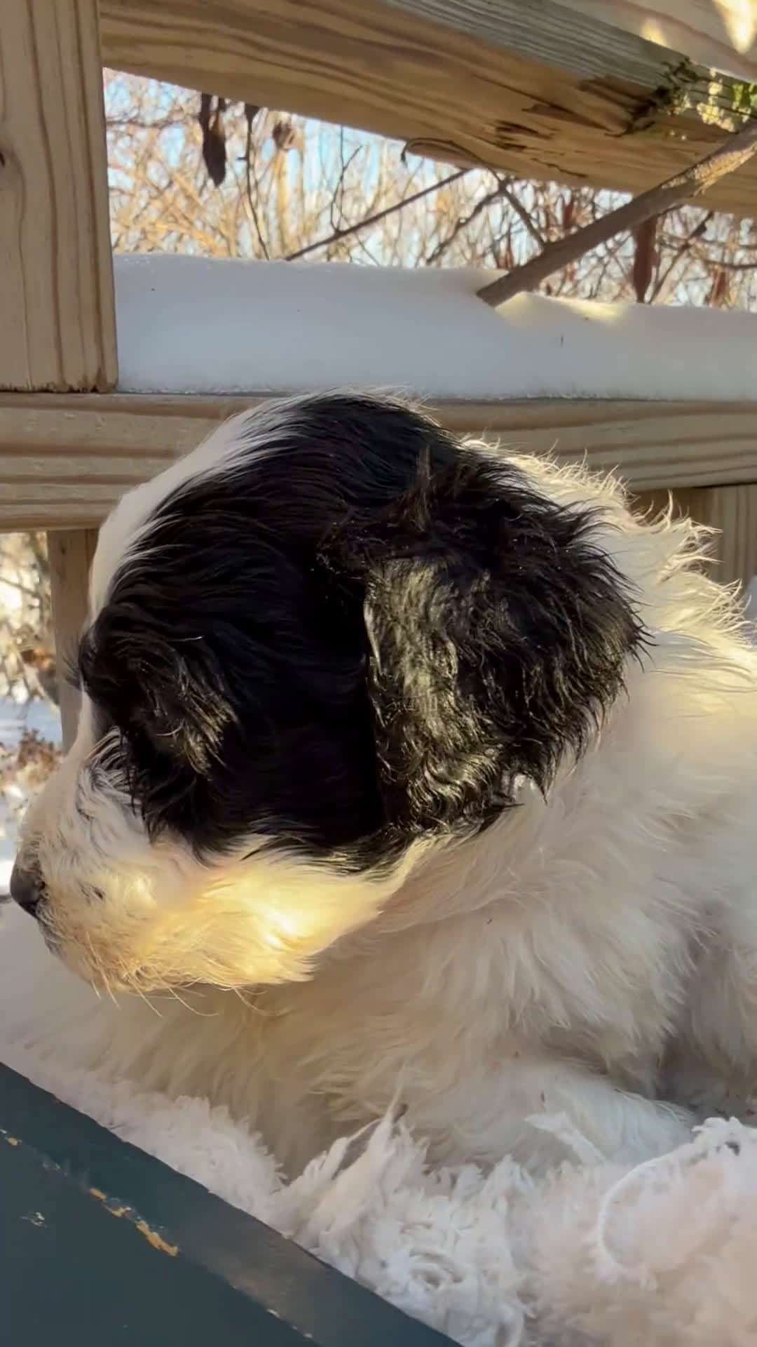 Mixed Breed dogs for sale: Lola - Video 2