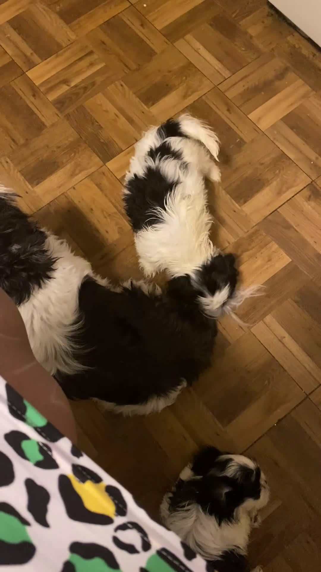 Shihpoo dogs for sale:  Hopper - Video 1