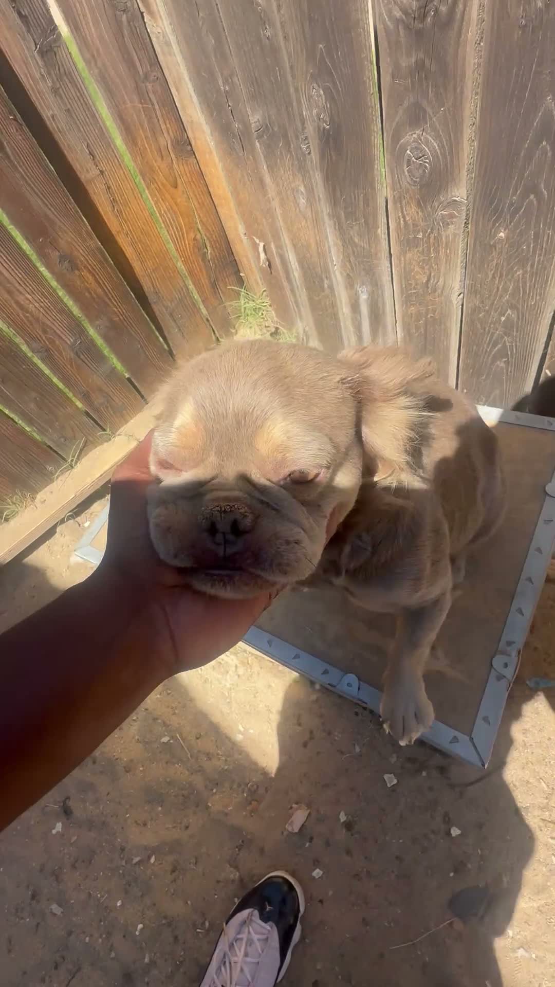 French Bulldog dogs for sale: Isabella frenchie  - Video 1