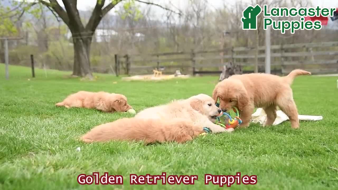 Golden Retriever dogs for sale: Mae  - Video 1
