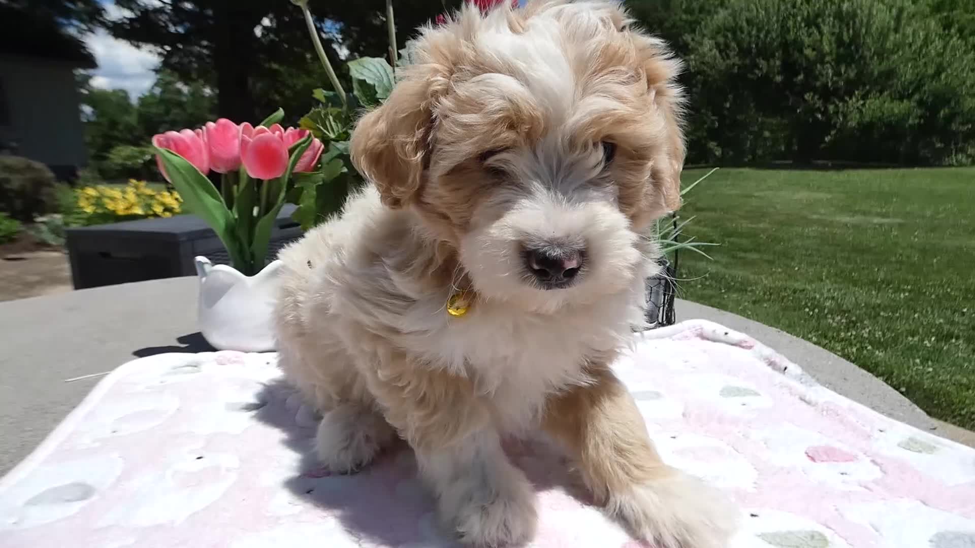 Mini Aussiedoodle dogs for sale: Mini Aussiedoodle 2 Bobby - Video 1