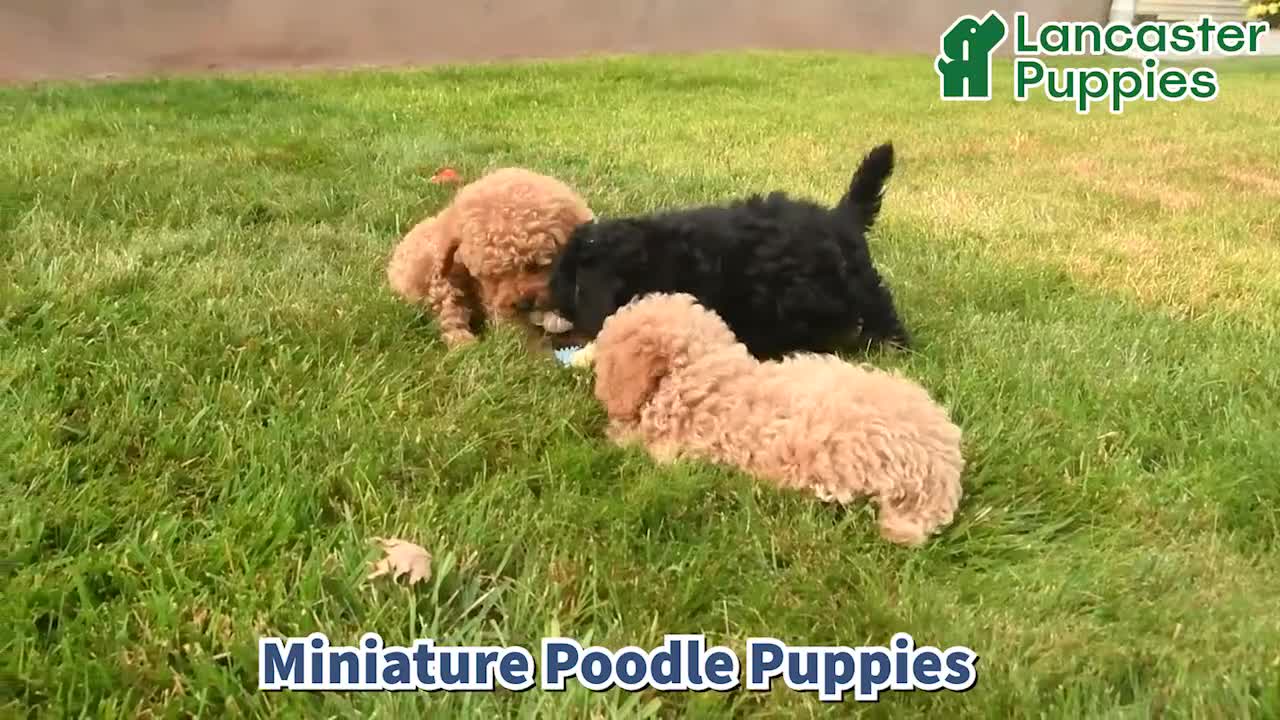 Miniature Poodle dogs for sale: Britney - Video 1
