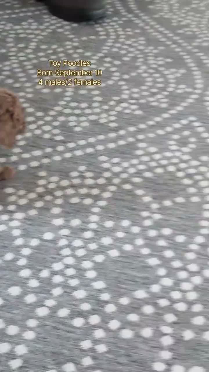 Toy Poodle dogs for sale: Waneta - Video 2