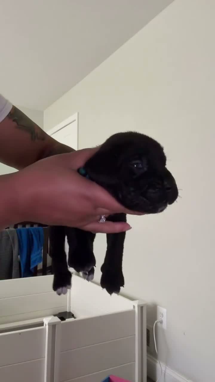 Cane Corso dogs for sale: Thor 🩵 - Video 1