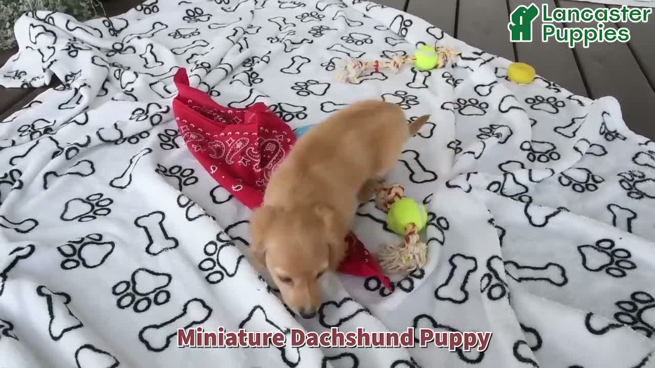 Miniature Dachshund dogs for sale: Ardy - Video 1