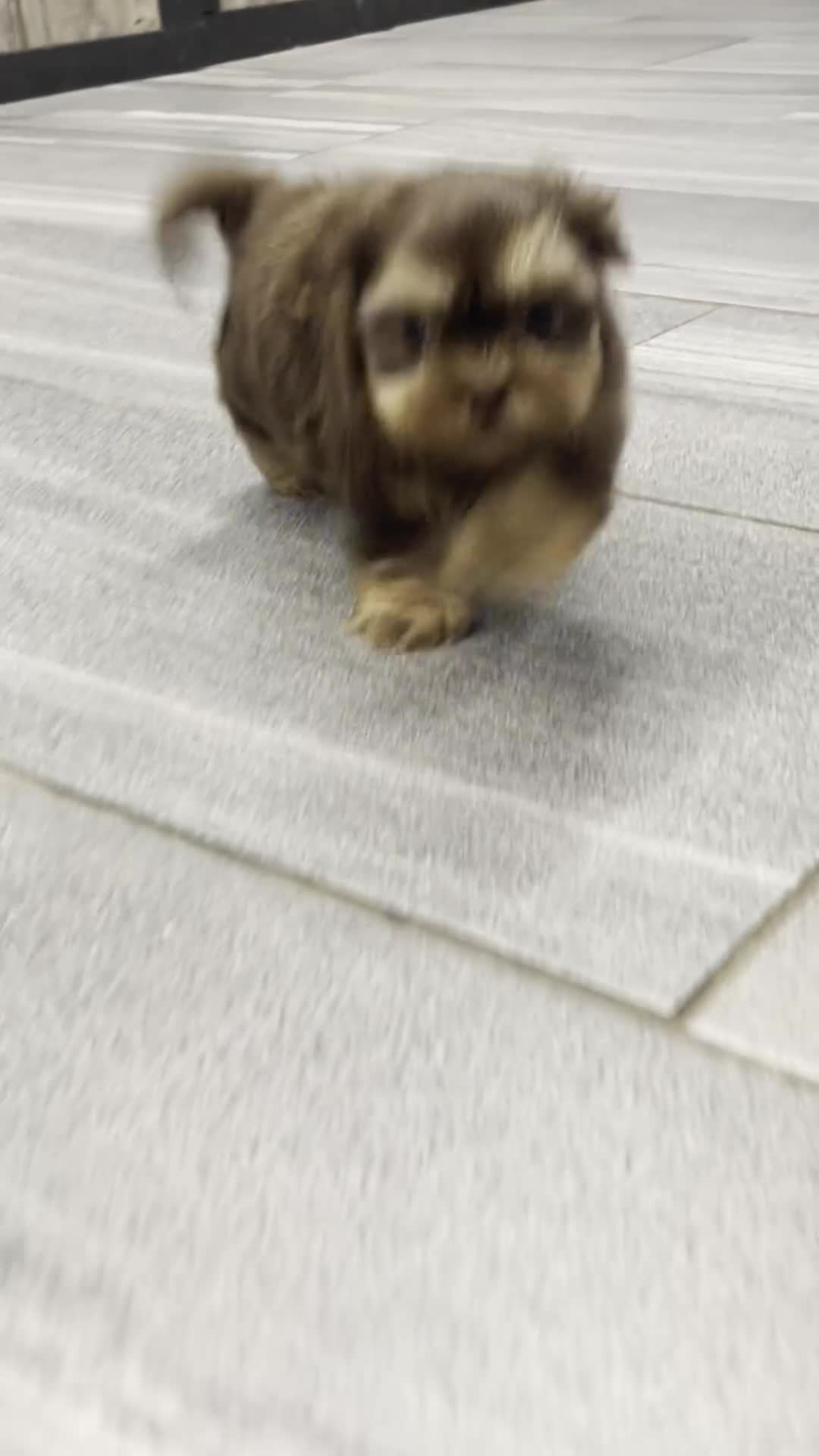 Shih Tzu dogs for sale: Hank - Video 1