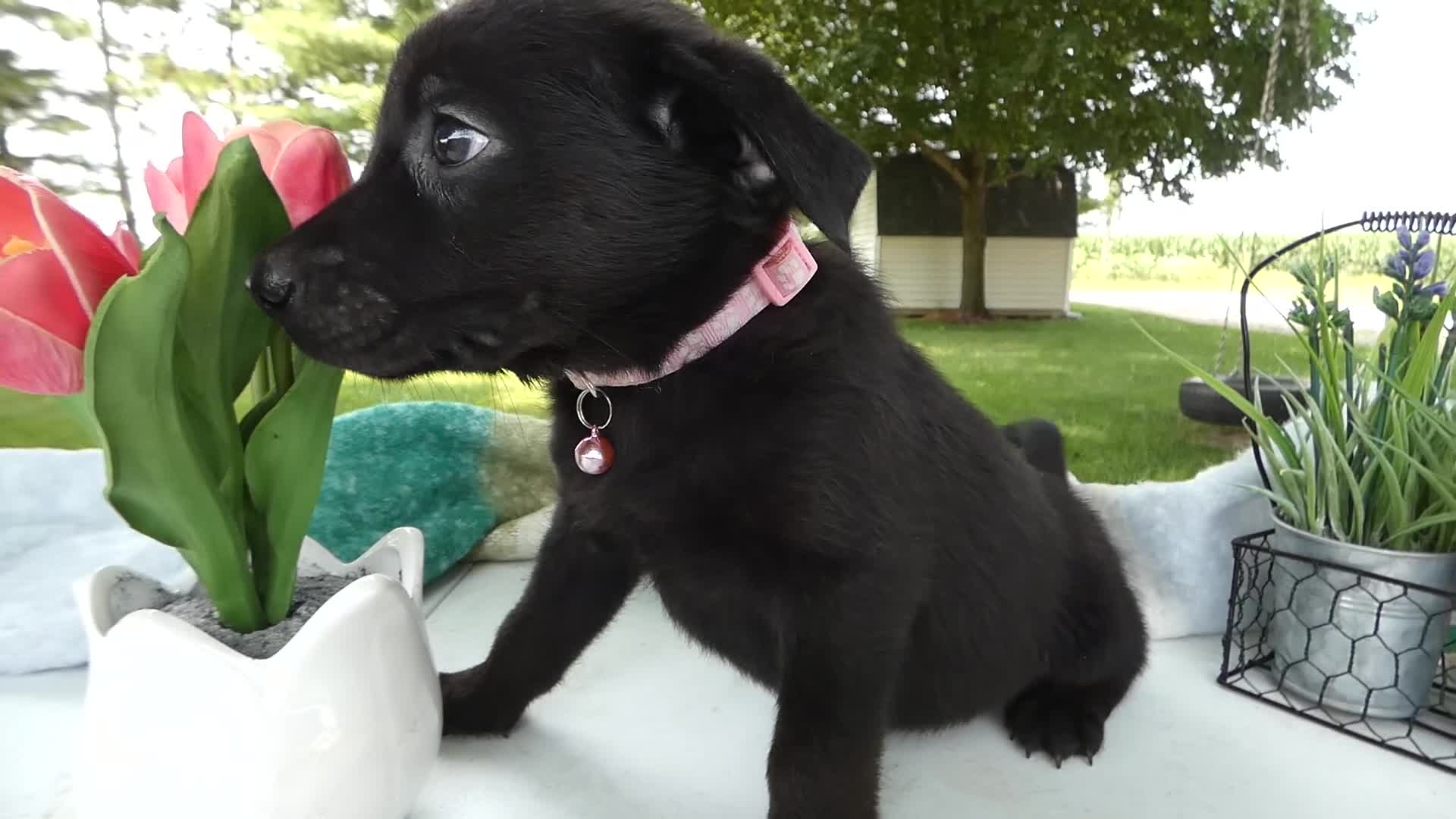 Sheprador dogs for sale: Sheprador 11 Monica - Video 1