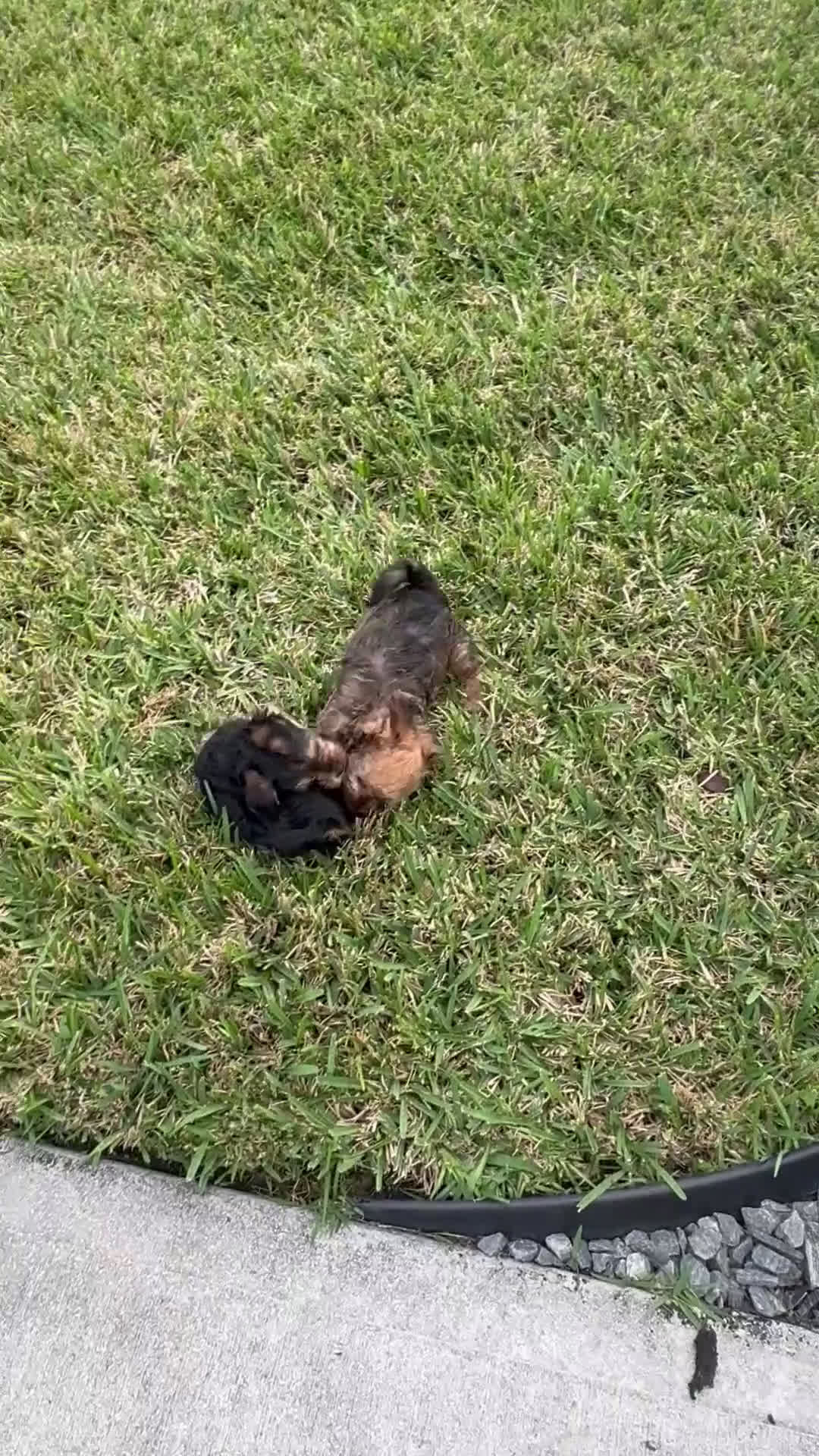 Yorkiepoo dogs for sale: Chip - Video 1