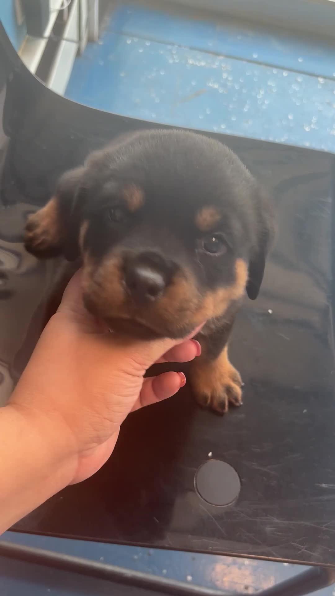 Rottweiler dogs for sale: Puppy 1 - Video 3