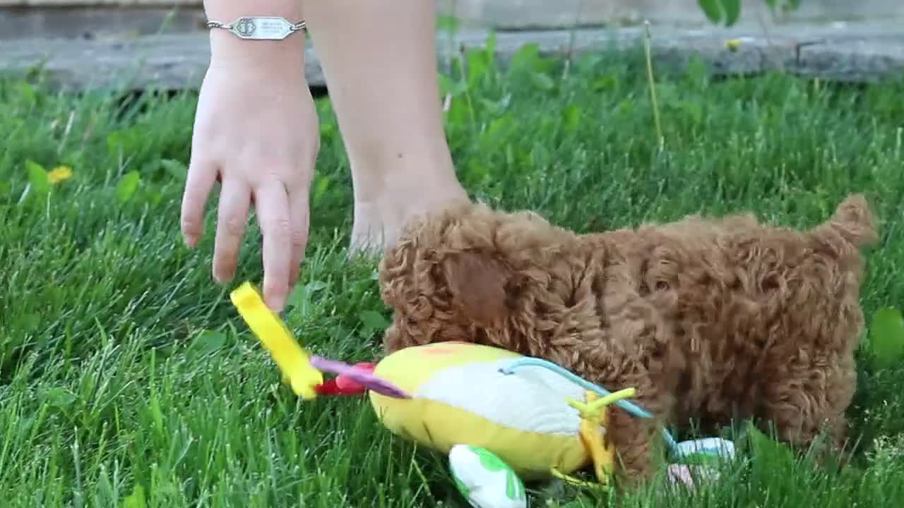 Miniature Poodle dogs for sale: Apollo - Video 2