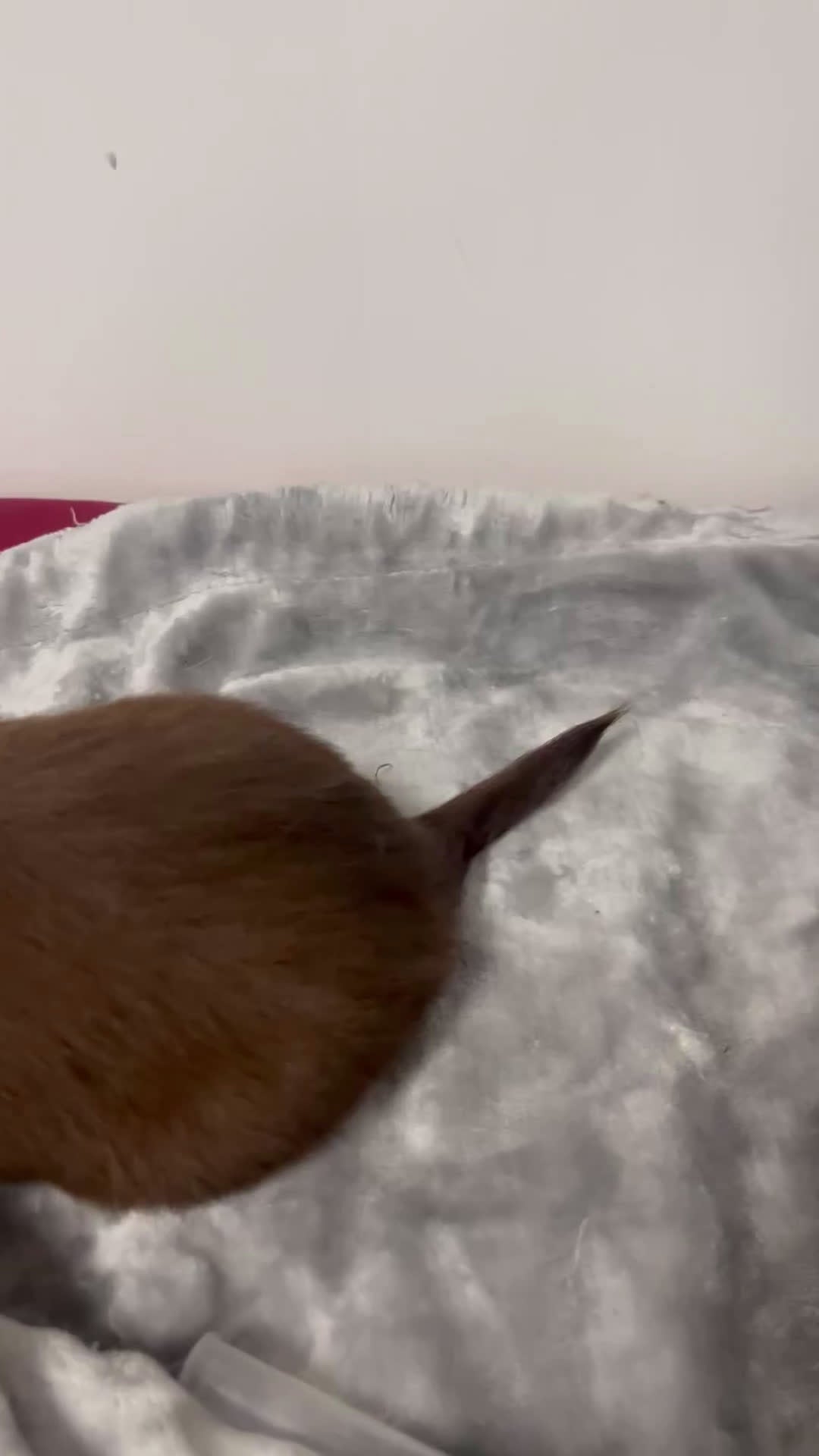 Miniature Dachshund dogs for sale: Gianna - Video 1