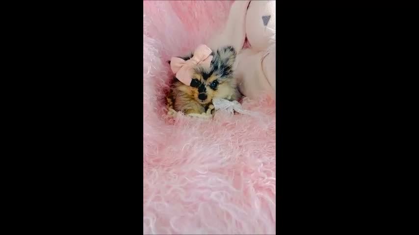 Pomeranian dogs for sale: Merle Pomeranian 1 - Video 1