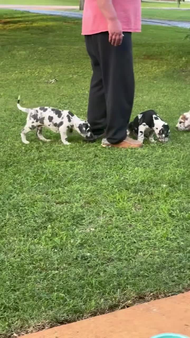 Great Dane dogs for sale: Great Dane 6 - Video 2