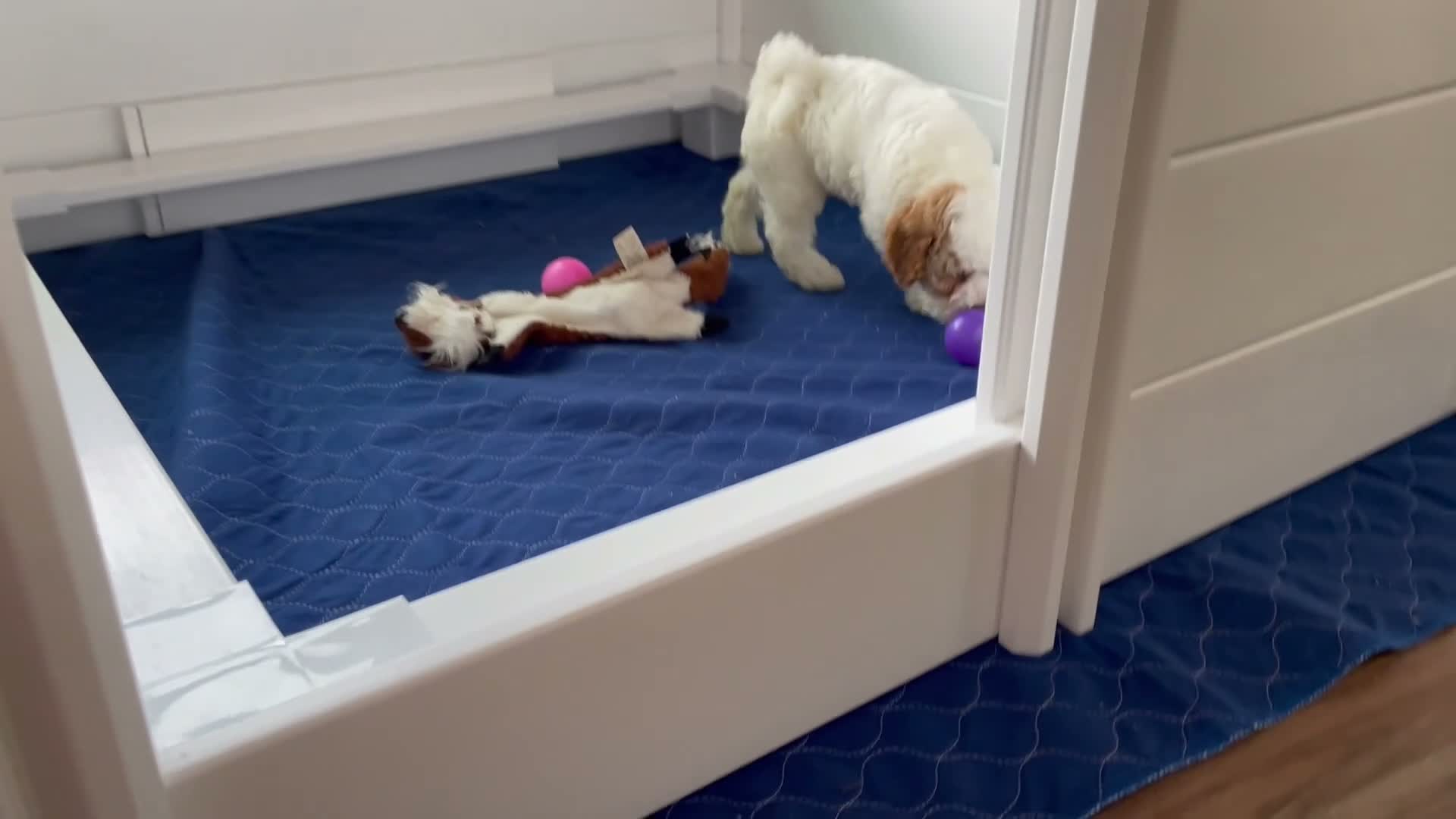Mini Goldendoodle dogs for sale: Mr. Silas - Video 2