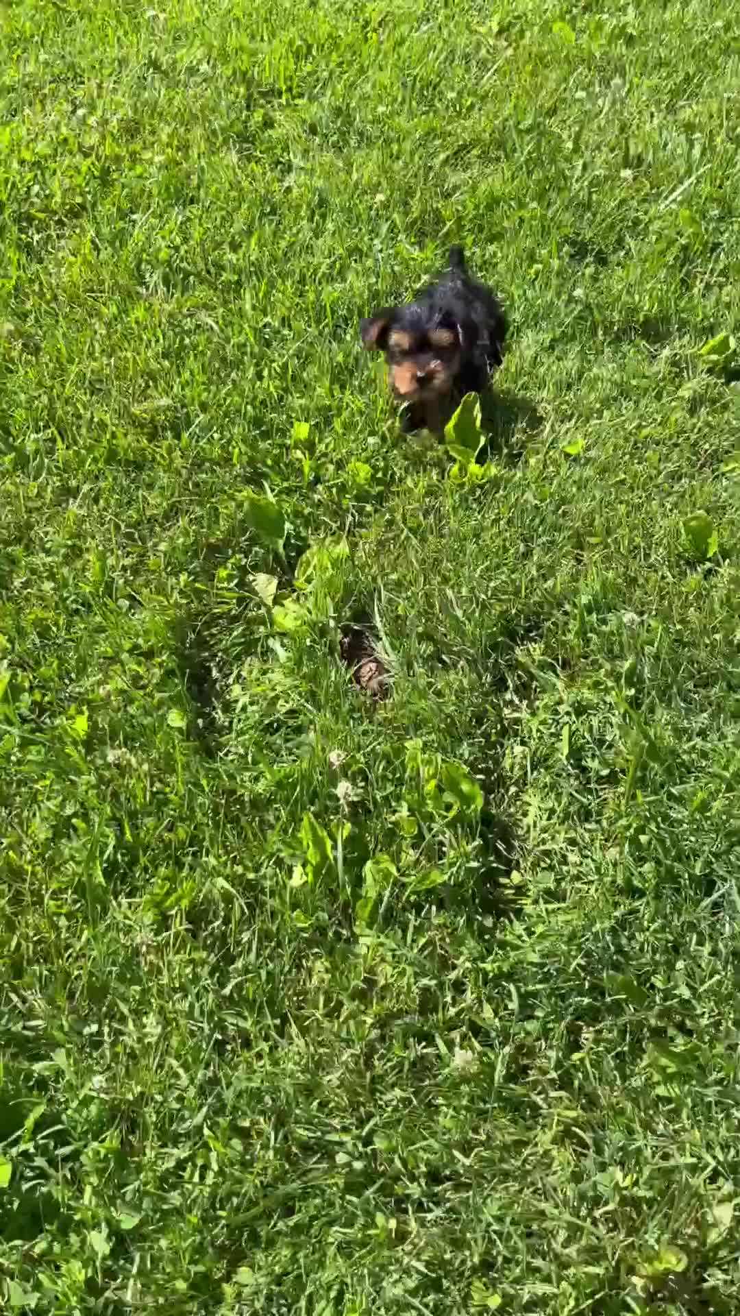 Yorkshire Terrier dogs for sale: Ollie - Video 1