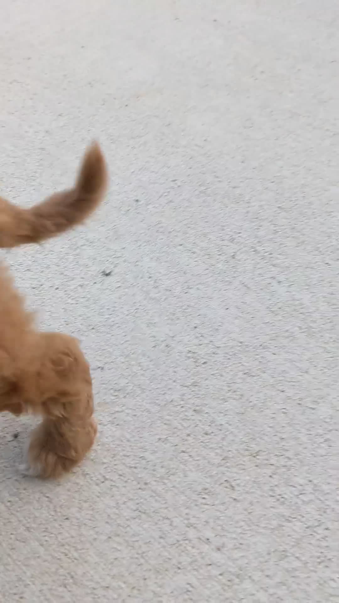 Cavapoo dogs for sale: Otis  - Video 1