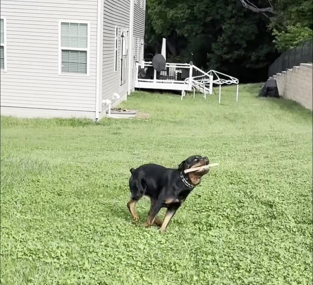 Rottweiler dogs for stud: Kane  - Video 2