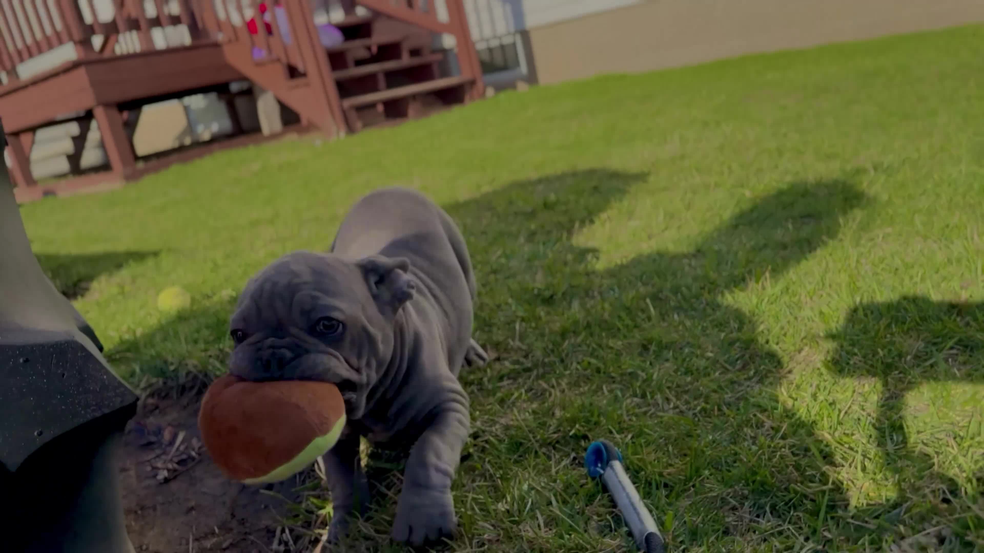 French Bulldog dogs for sale: Paislee “Dark Green”Collar, Female  - Video 1