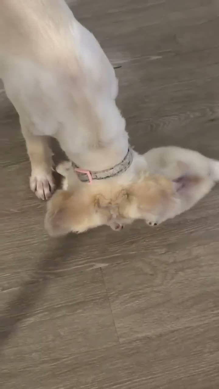 Mixed Breed dogs for sale: Rocko - Video 1