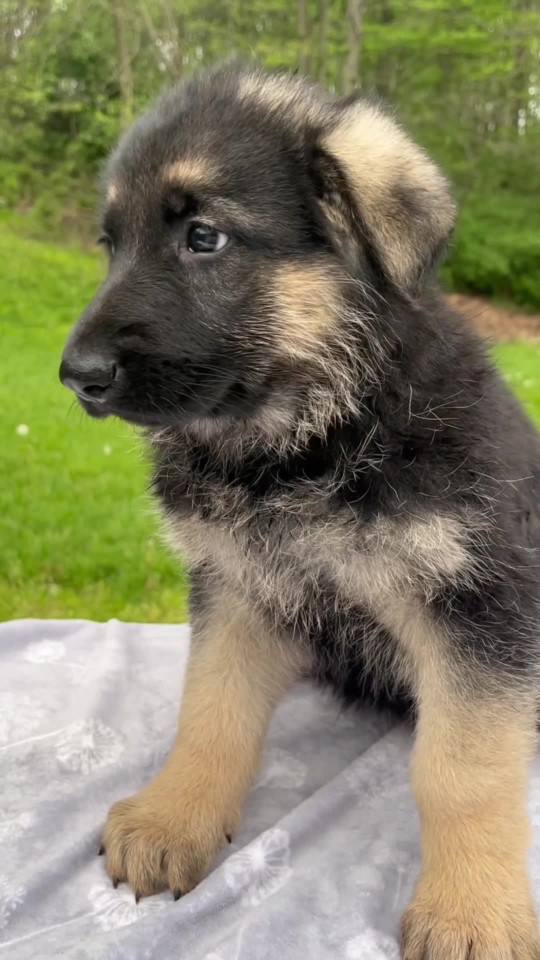 German Shepherd dogs for sale: Rose - Video 1