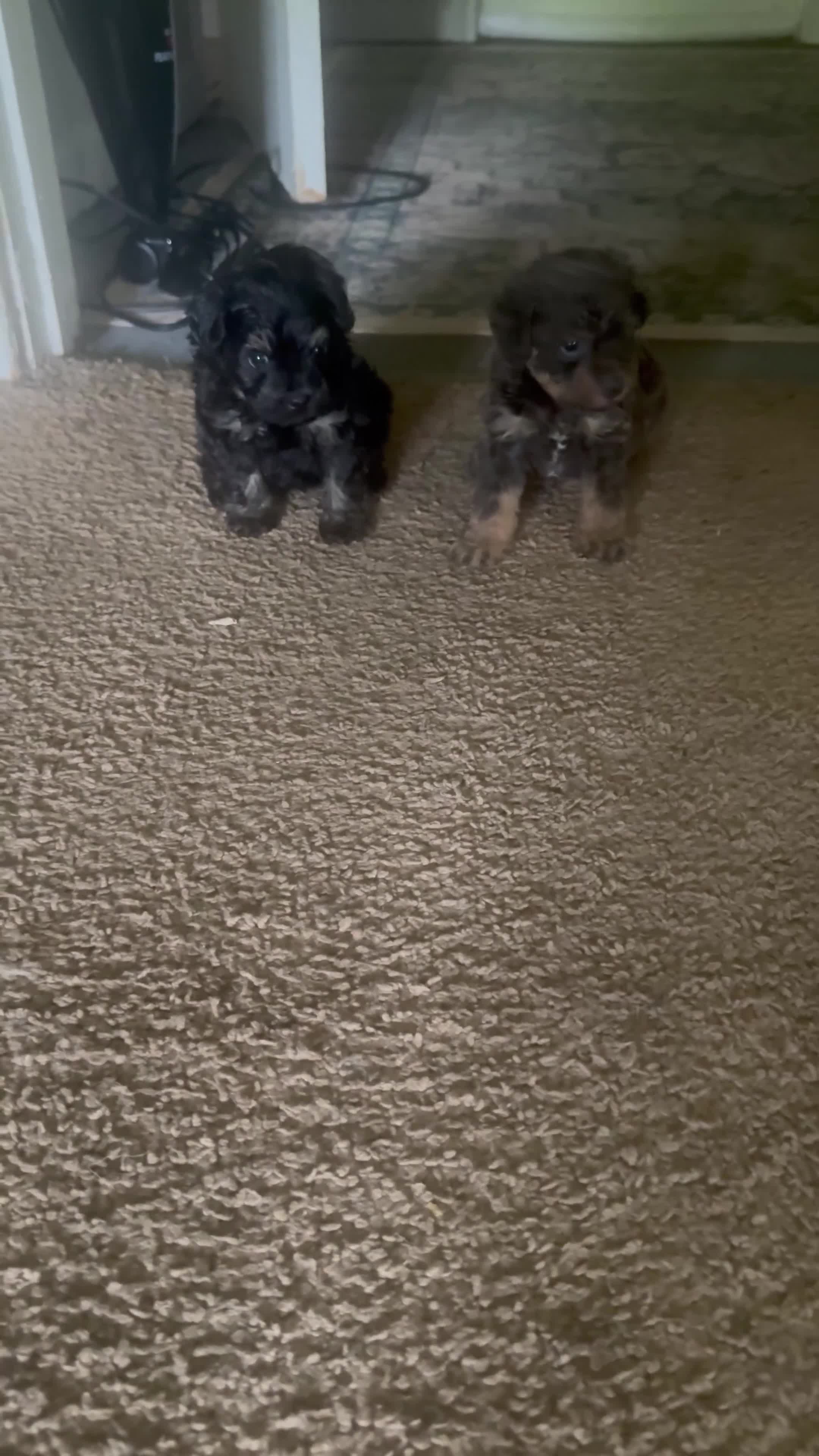 Shihpoo dogs for sale: Shihpoo Puppy 2 - Video 1