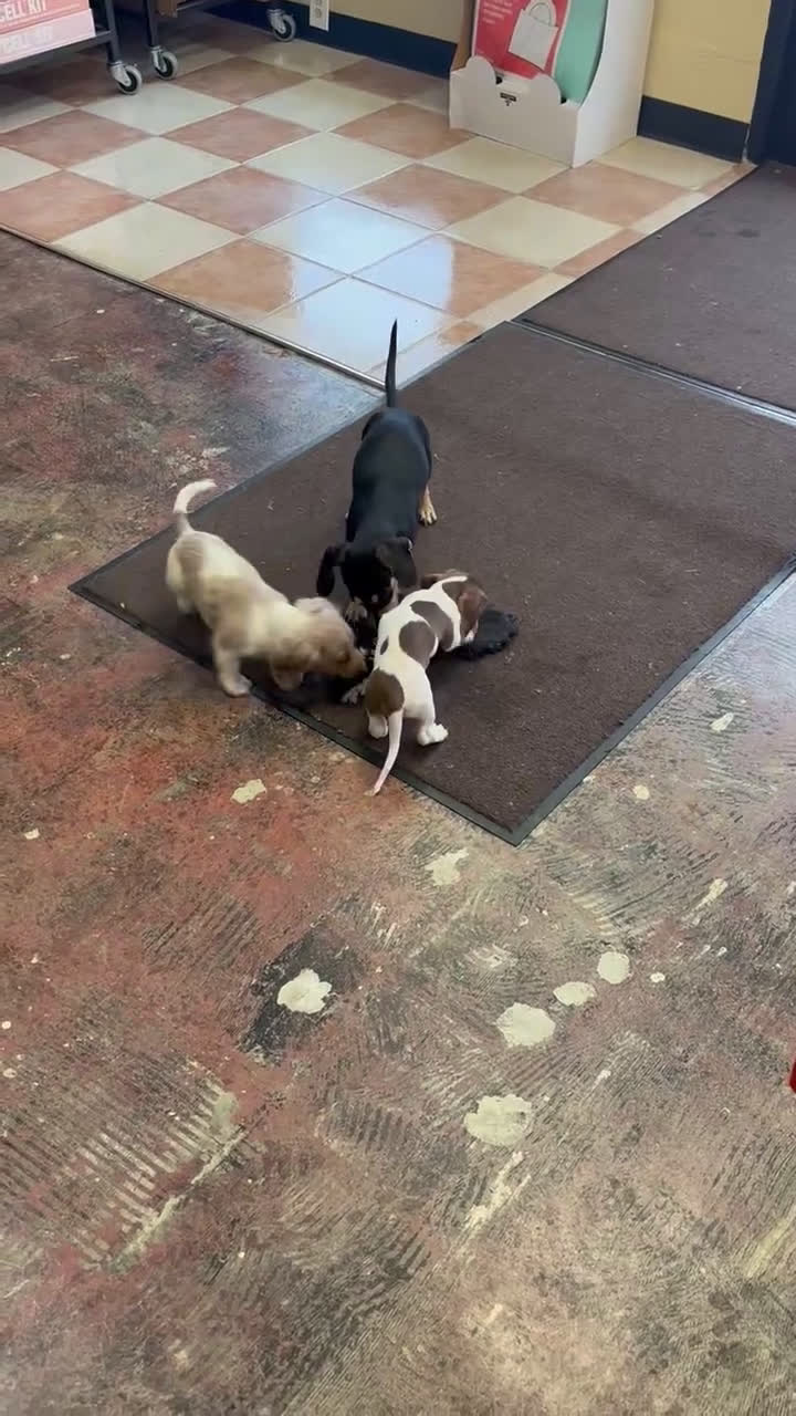 Dachshund dogs for sale: Dachshund Puppy 2 - Video 1