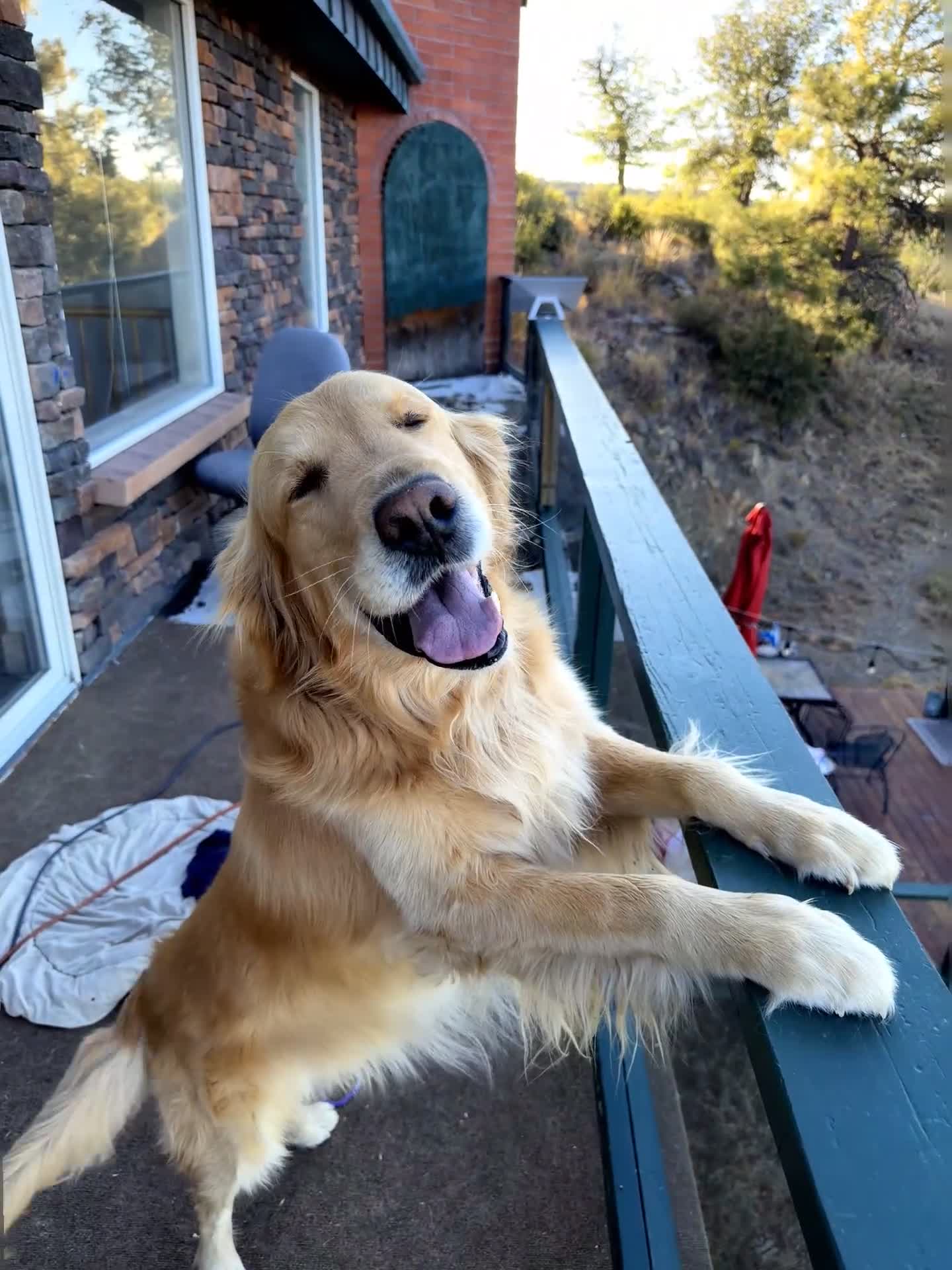 Golden Retriever dogs for sale: Little Girl Purple - Video 1
