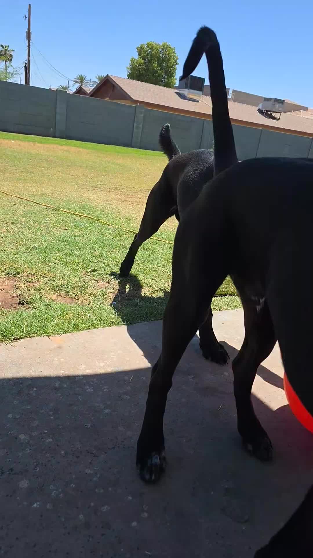 Mixed Breed dogs for sale: Lyla - Video 1