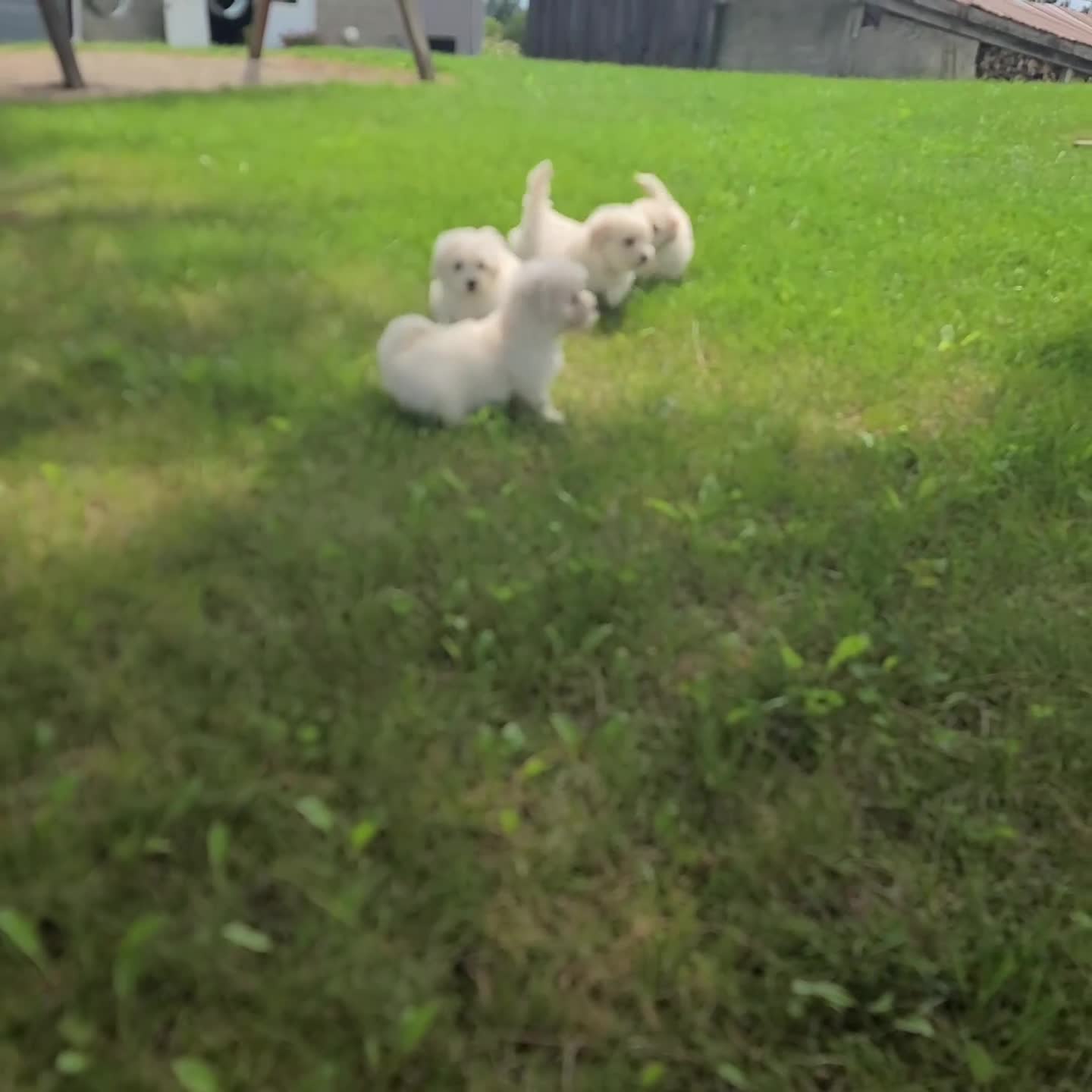 Maltipoo dogs for sale: Tate - Video 1
