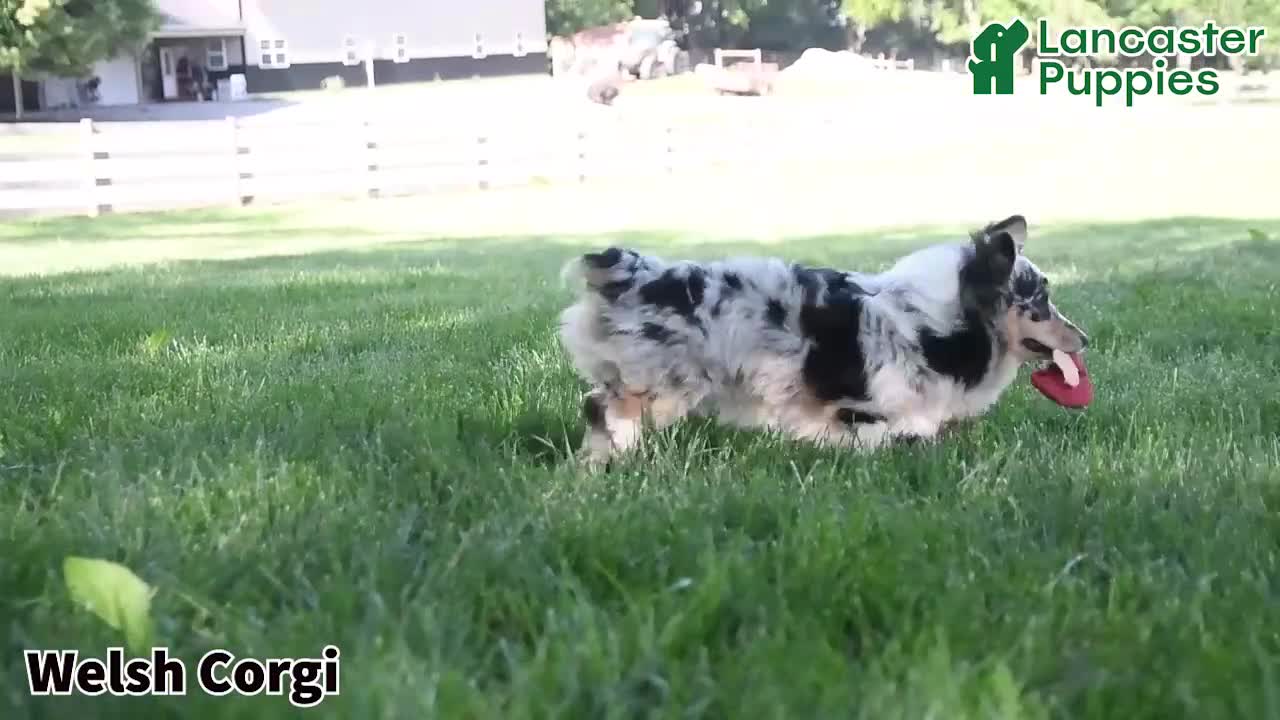 Welsh Corgi Pembroke dogs for sale: Zorro - Video 1
