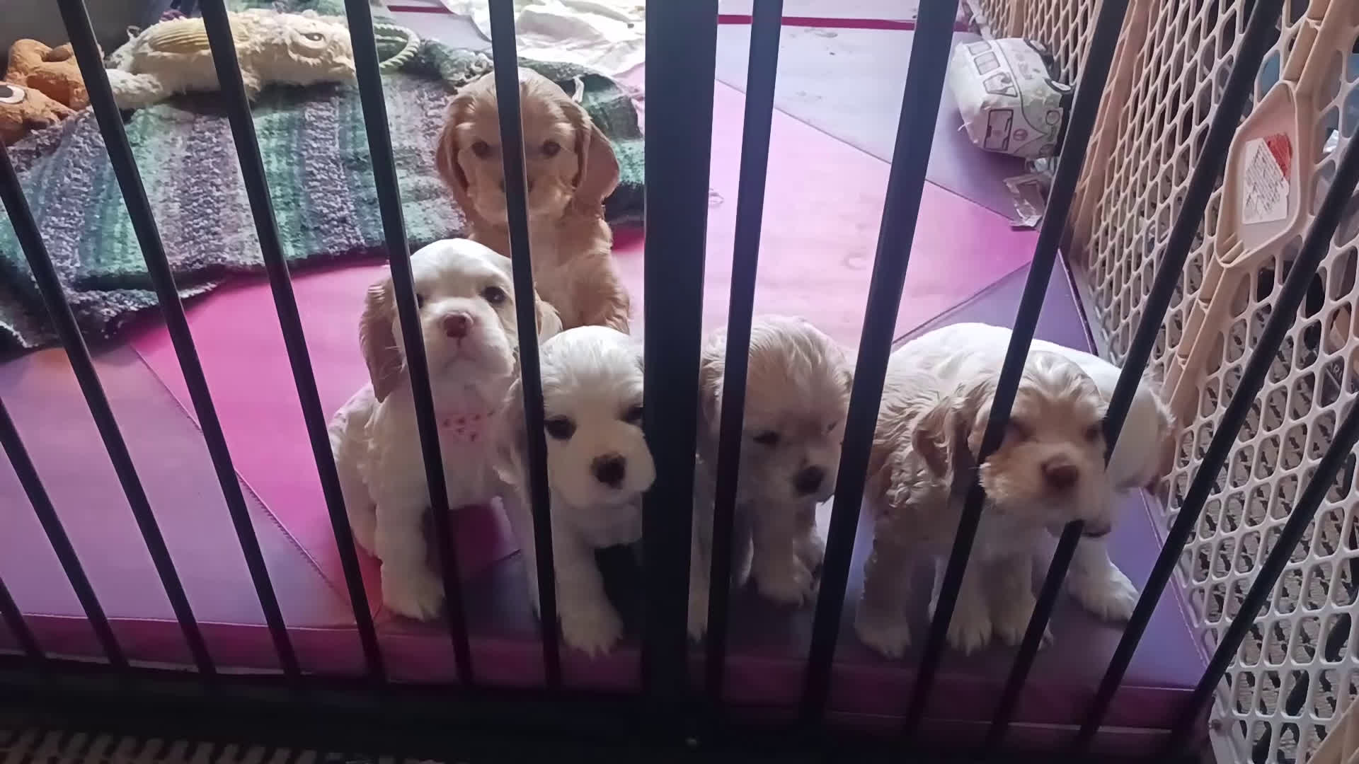Cocker Spaniel dogs for sale: SPENCER - Video 1