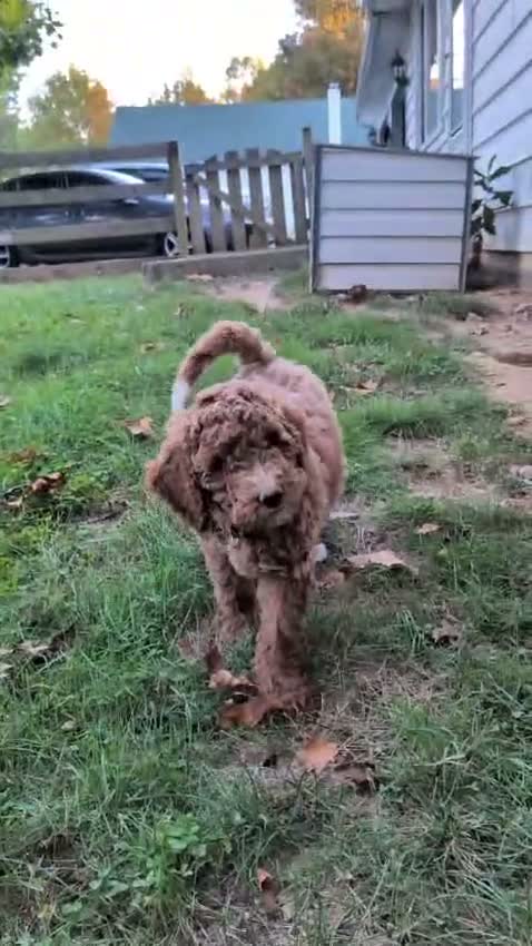 Miniature Labradoodle dogs for sale: Rhett - Video 2