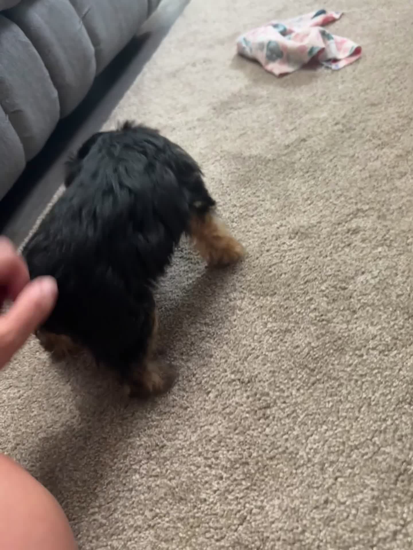 Yorkshire Terrier dogs for sale: Haven - Video 1