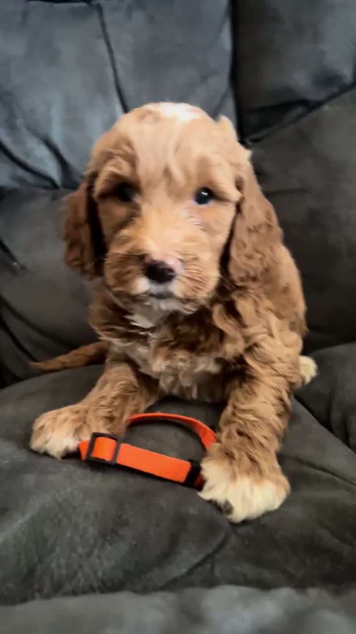Mini Goldendoodle dogs for sale: Orange Collar - Video 1