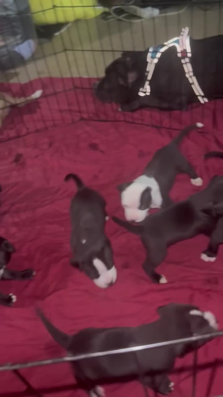 Canaan Dog dogs for sale:  Blue eyes - Video 2