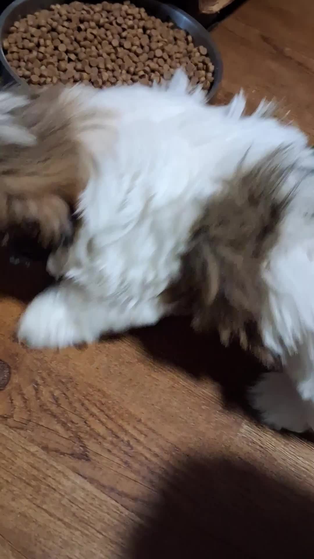 Shih Tzu dogs for sale: Shih Tzu 3 - Video 1