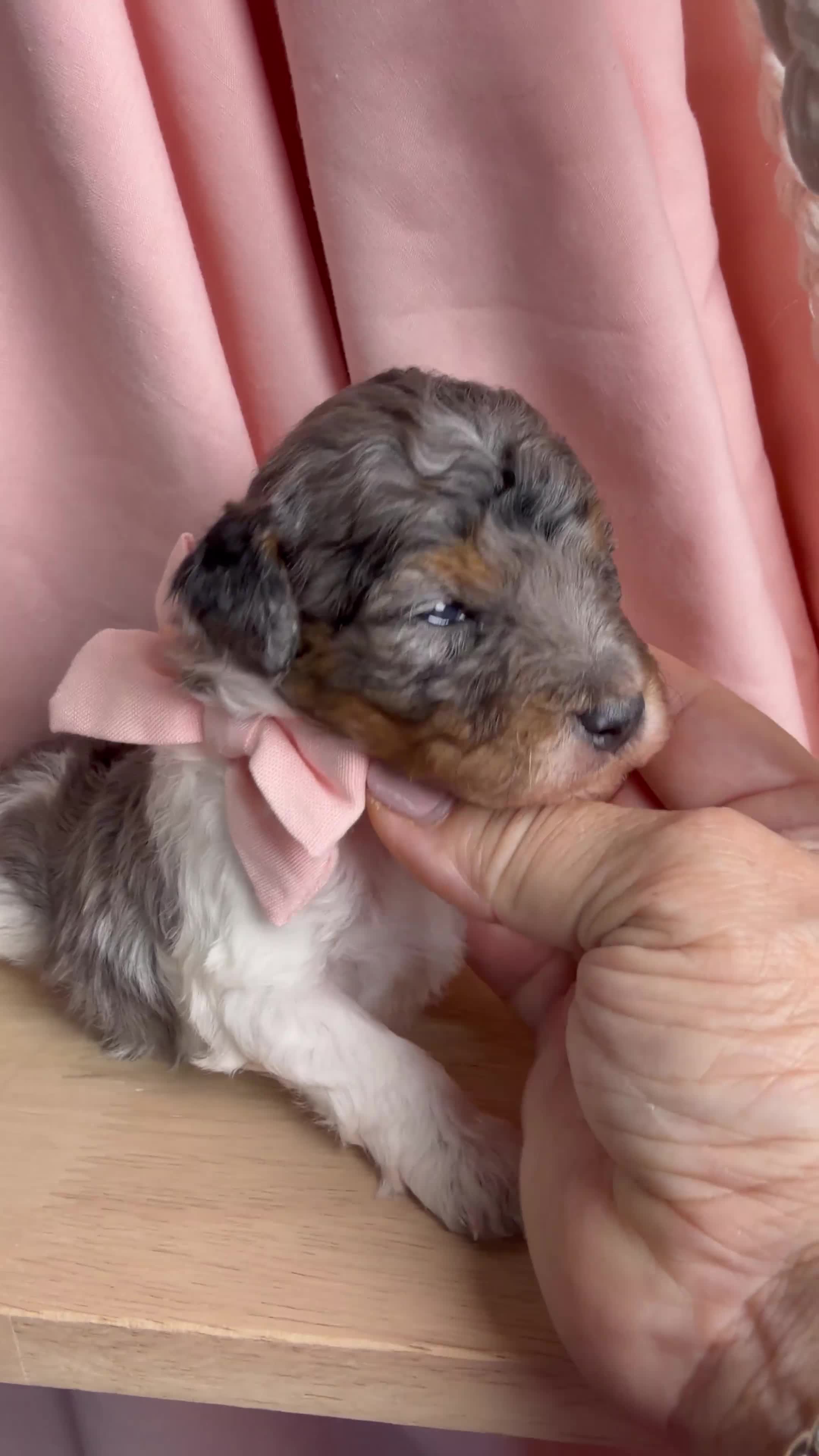 Miniature Poodle dogs for sale: King - Video 1