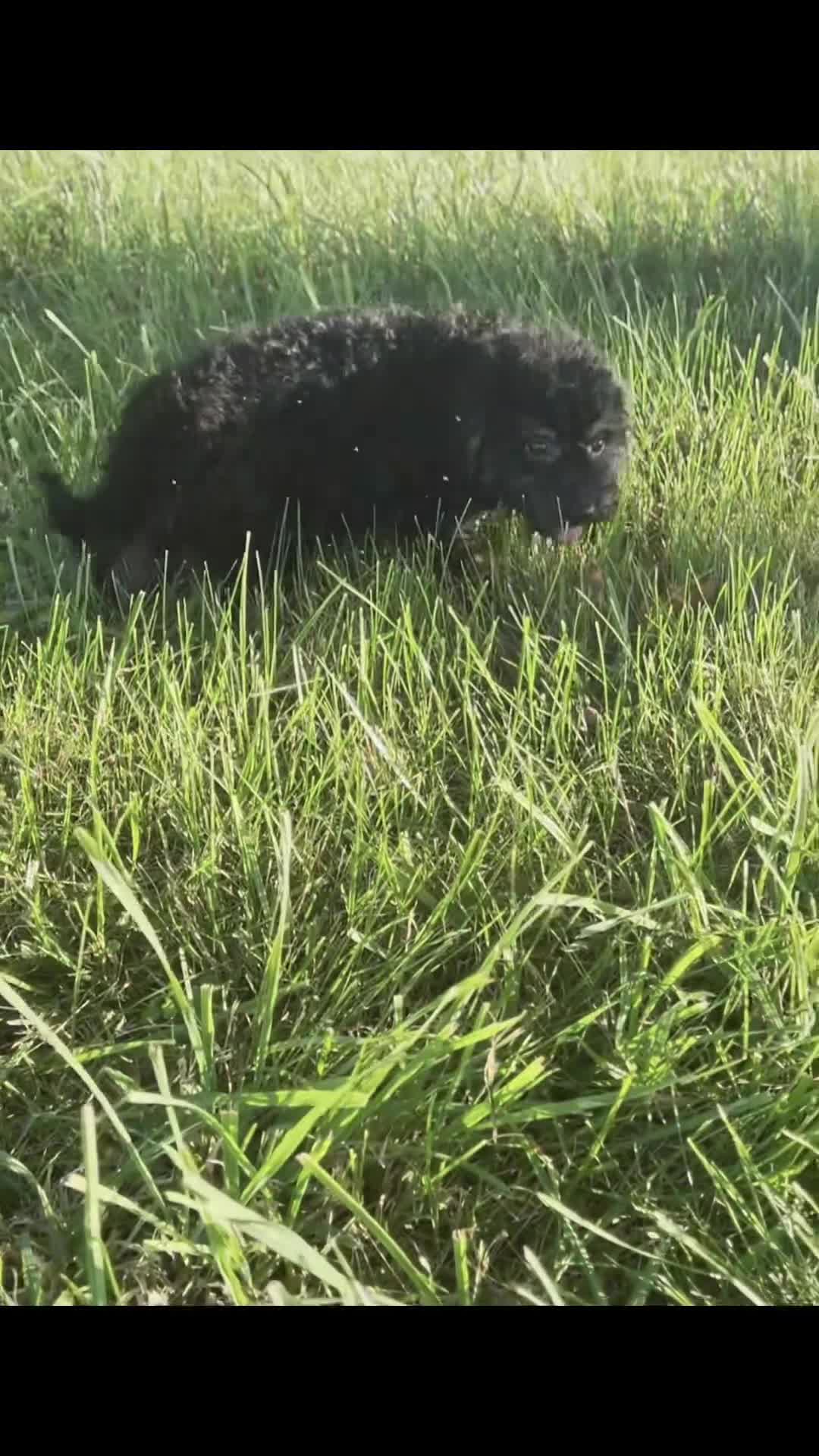 Mini Goldendoodle dogs for sale: nash - Video 1