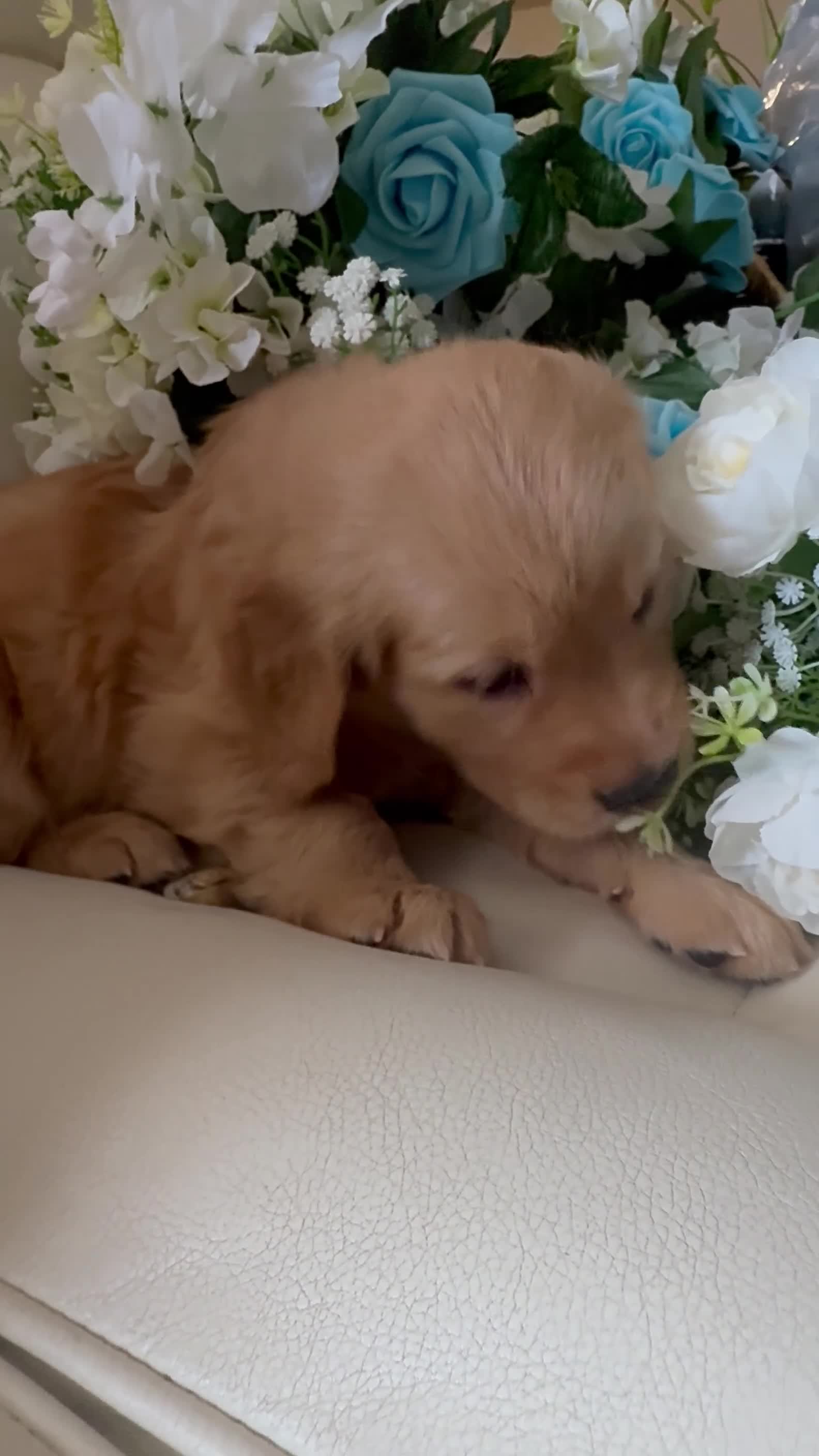 Golden Retriever dogs for sale: Golden Retriever 1 - Video 1
